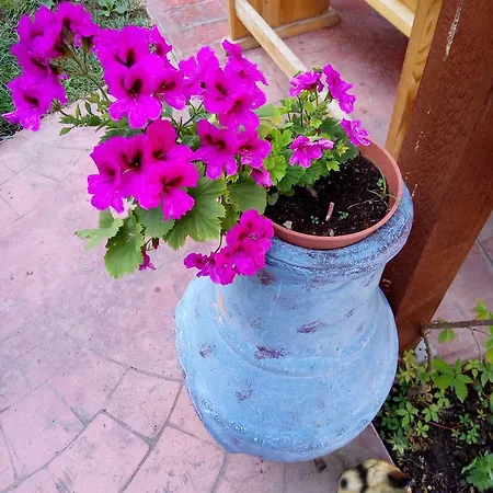 公寓 Terrace Under The Stars